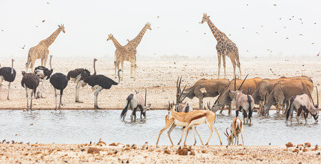 Giraffes (giraffa camelopardalis), Ostriches (Struthio camelus), Eland antelopes (Taurotragus oryx) and Gemsboks ((Oryx gazella) in waterhole during.sandstorm in Etosha National Park, Namibia

