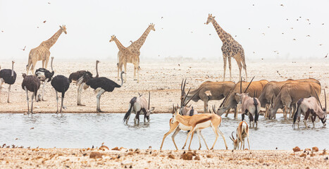 Giraffes (giraffa camelopardalis), Ostriches (Struthio camelus), Eland antelopes (Taurotragus oryx)...