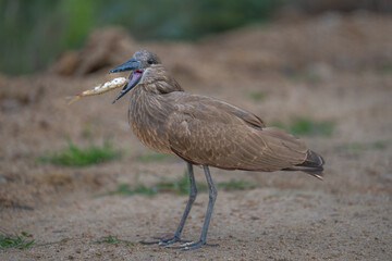 Hamerkop eating a small fish