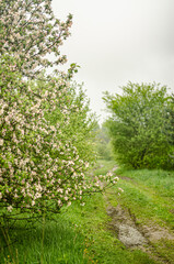 Apple garden with blossom apple trees. Countryside landscape. High quality photo