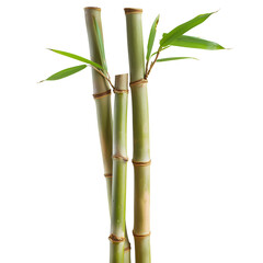 Fototapeta premium Bamboo Stalks with Green Leaves – Natural Growth and Organic, isolated, transparent background, white background, no background