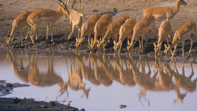 Herd of Black faced impala (Aepyceros melampus petersi) drinking from a waterhole at sunrise, Etosha National Park Namibia