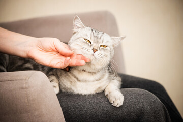 a gray British cat with a bow on her neck is in the arms of her mistress in a home environment.