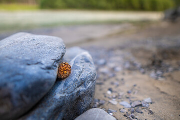 Tannenzapfen eingeklemmt im Stein
