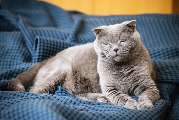 beautiful british cat on a blue blanket at home.