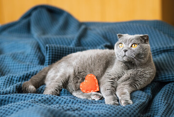 beautiful british cat with a red heart on a blue blanket at home.