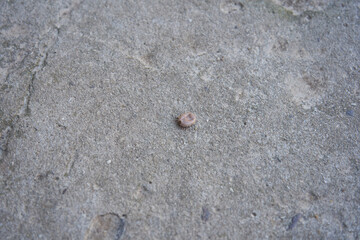 Ixodidae tick, fattened parasite mite on stone, Parasitoform mite