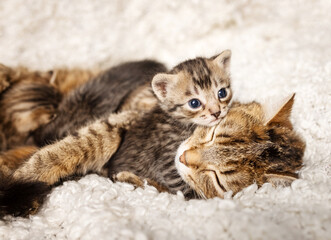 many beautiful British kittens with their mother cat together on a light background.