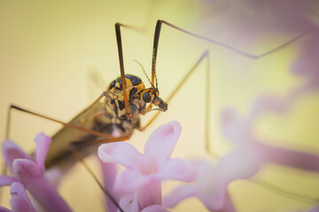 getiegerte Schnake Limoniidae im Flieder