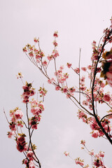 Blooming sakura