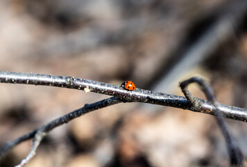 insects close-up on flowers in natural conditions on a spring day