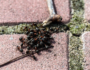 a colony of red ants jointly solves the problems of family life support