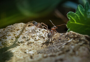 Konfrontation Spinne gegen Ameise, kurz vor einem Kampf