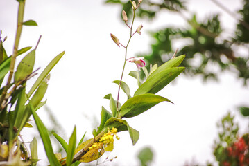 purple and white orchids. orchid flowers. garden full of orchids with a clean sky and house in the background