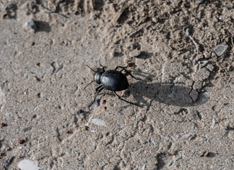 black large beetle in natural conditions on a spring day