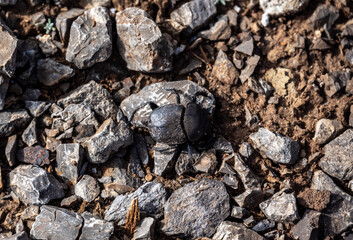 black large beetle in natural conditions on a spring day