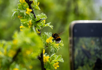insects close-up on flowers in natural conditions on a spring day
