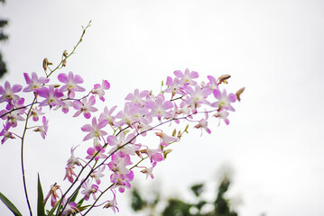 purple and white orchids. orchid flowers. garden full of orchids with a clean sky and house in the background