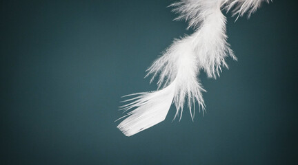 white feather on a dark background as a symbol of purity and tenderness.