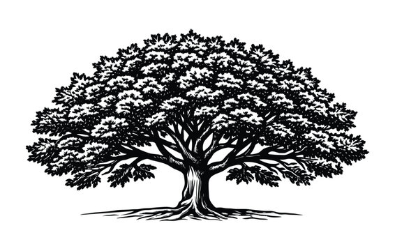 Black and white tree in woodcut engraving style, vector illustration