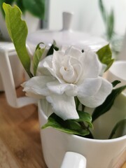 Close Up Photo Of Cape Jasmine In A Cup