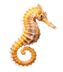 seahorse isolated on transparent background