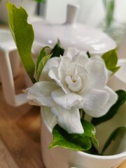Close Up Photo Of Cape Jasmine In A Cup