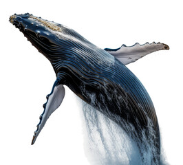 whale isolated on transparent background