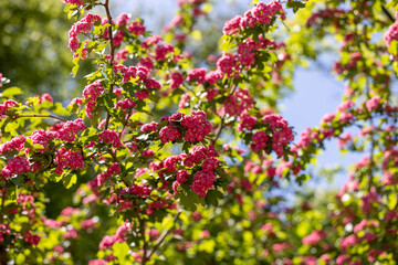 Blooming hawthorn branches against a blue sky