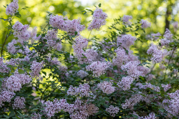 Blooming bush of purple lilac