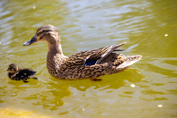 Duck and duckling in the lake