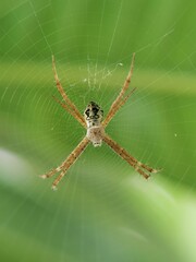 Close Up Photo Of A Spider Walking On Leaves