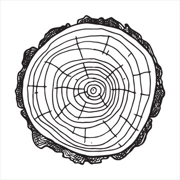 recommend clip art: round cut of wood. vector line drawing.