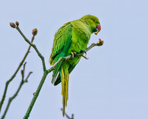 Green parrot eats buds on twigs, light blue sky in background