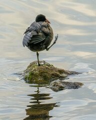 Funny shot on lake, moorhen standing on one leg on a stone in water