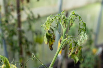 Tomato plants infected by Whitefly - dry dark leafs.