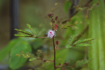 Close Up Of Tiny Dandelion Flowers