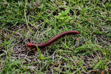 Close Up Photo Of A Millipede