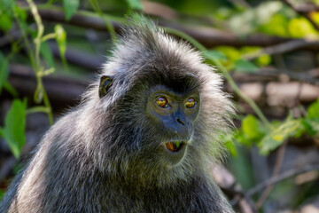 Silvered Leaf Monkey - Trachypithecus cristatus, beautiful primate with silver fur from mangrove and woodlands of Southeast Asia, Borneo, Malaysia.