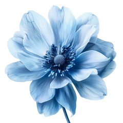 Obraz premium Blue flower isolated on transparent background 