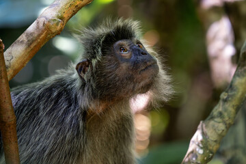 Silvered Leaf Monkey - Trachypithecus cristatus, beautiful primate with silver fur from mangrove and woodlands of Southeast Asia, Borneo, Malaysia.