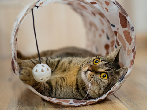 Brown cute domestic European Shorthair cat in cat tunel at home on the floor