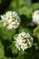 白いシロツメクサの花