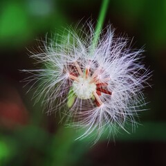 Close Up Of Tiny Dandelion Flowers