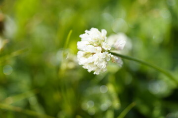 白いシロツメクサの花