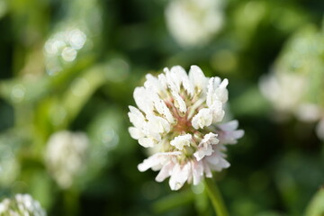 白いシロツメクサの花