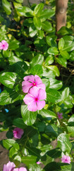 Madagascar Periwinkle Plant