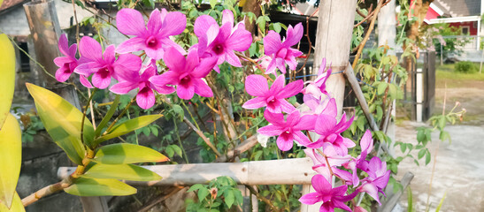 Cooktown Orchid Plant