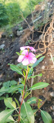 Madagascar Periwinkle Plant