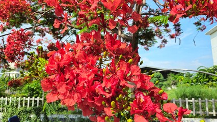 Close up of flamboyant blooming in sunny day at Mekong Delta Vietnam known  as Royal poinciana or Mohur tree.